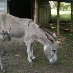 Il arrive parfois que lors d'un sauvetage nous ayons une surprise.