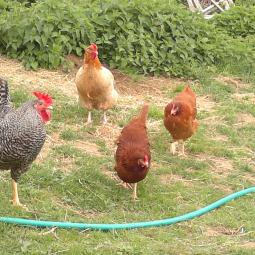 parfois aussi des poules nous arrivent