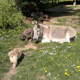 Framboise que nous avons sauvé de l'abattoir