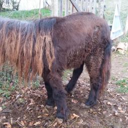 Bianca à son arrivé . un centre équestre voulait l'envoyer à l'abattoir si on refusait de la prendre. Elle a été battu et est aveugle d'un oeil et est handicapée d'une patte arrière