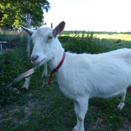 Sidonie 5 ans sauvetage abattoir